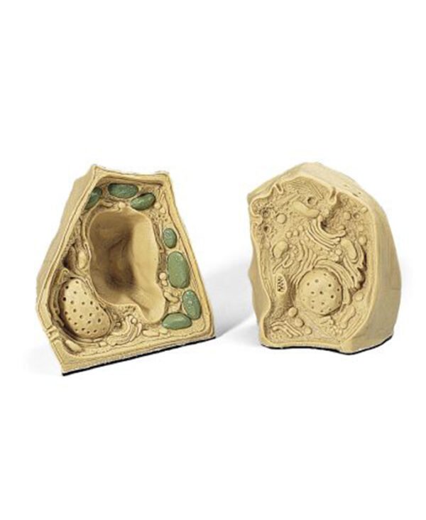 Modeli strukture životinjskih i biljnih stanica