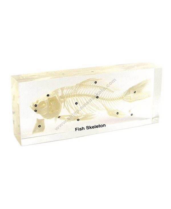 Kostur ribe