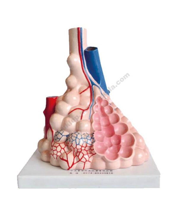 Ljudske alveole, demonstracijski model