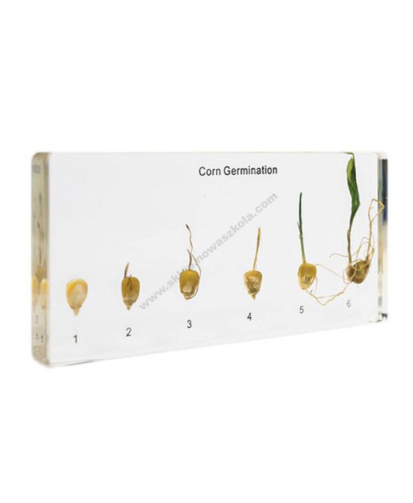 Model klijanja kukuruza