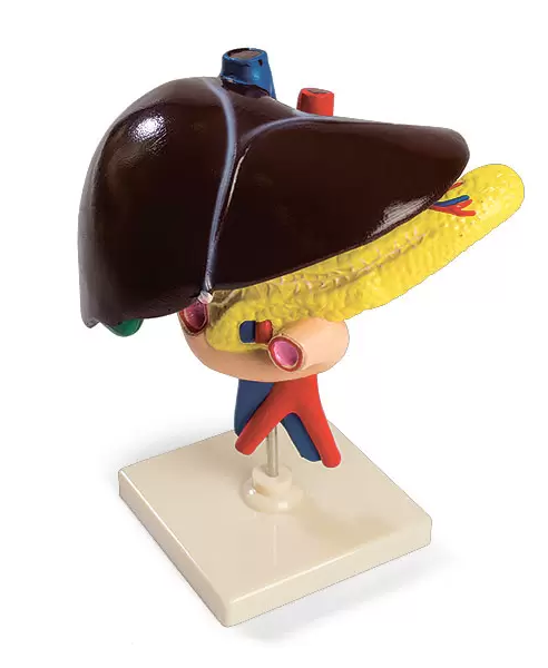 CSQH0015