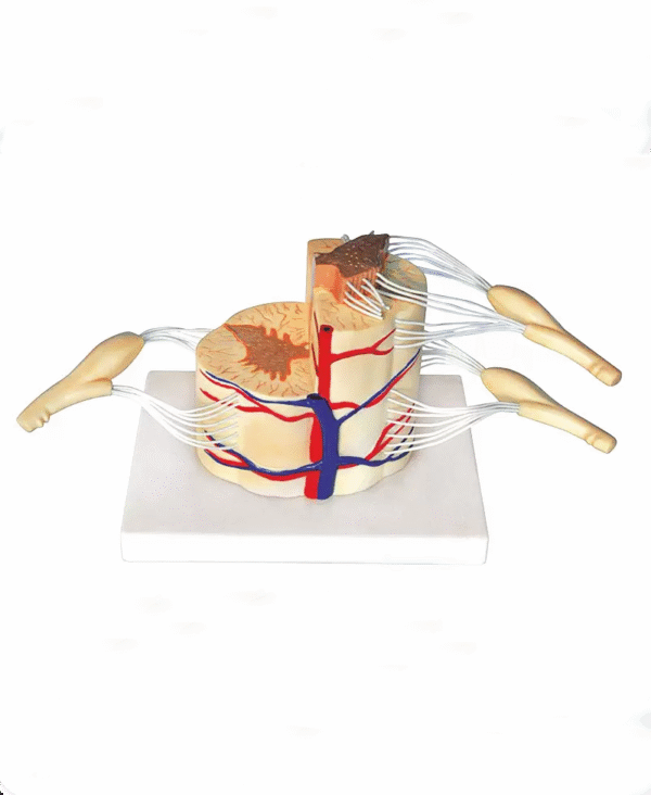 Leđna moždina sa živcima (demonstracijski set)