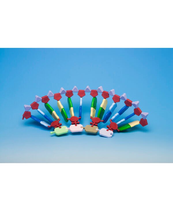 Sinteza proteina (set) AMRNA-24